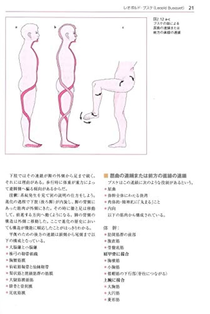 手技療法とオステオパシーにおけるトリガーポイントと筋肉連鎖